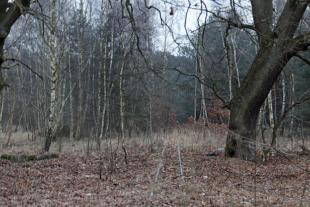 Militärfeldbahn Ognica: Strecke im Wald östlich der Straße